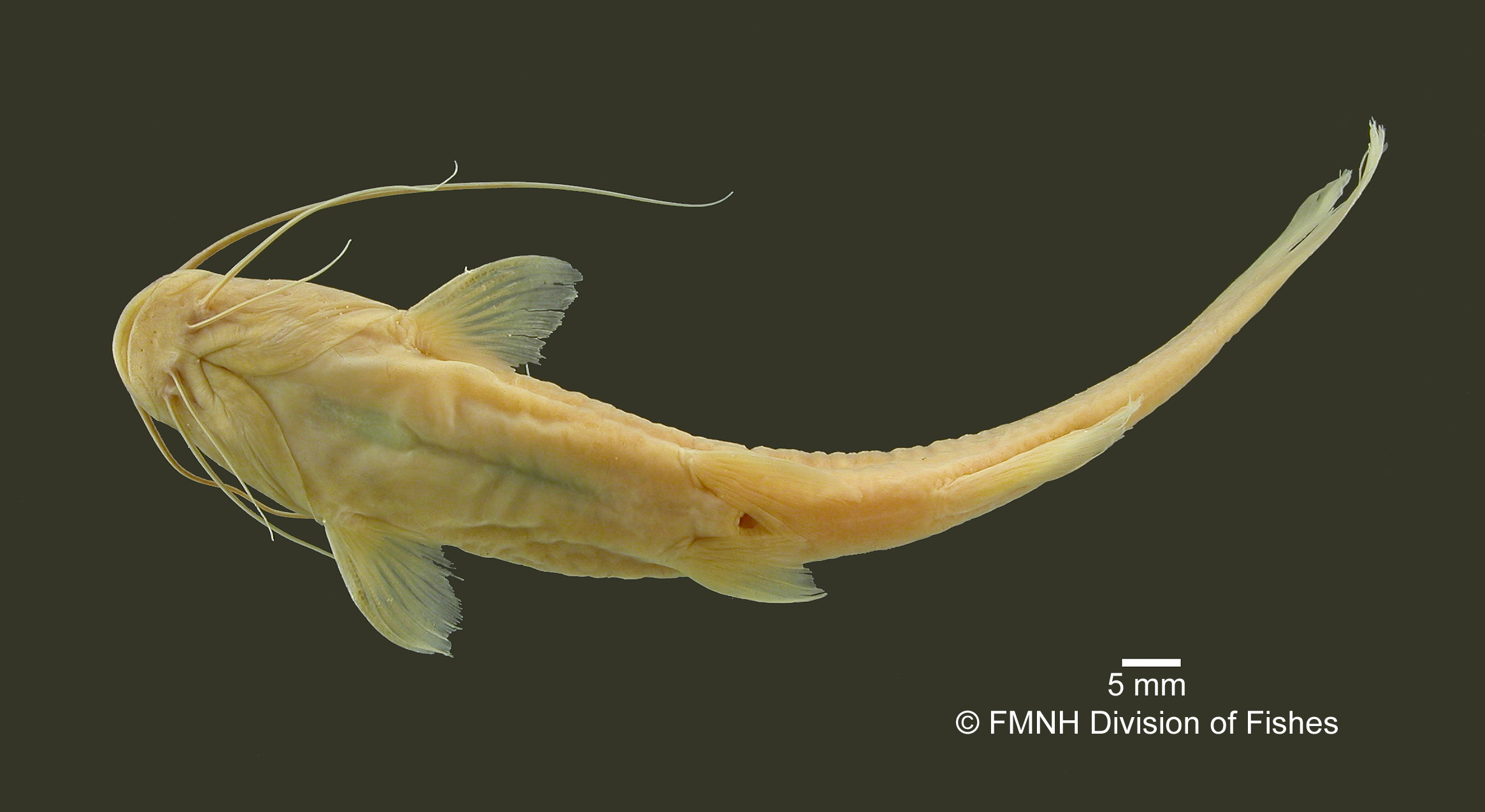 Rhamdia laticauda